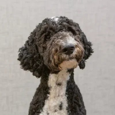 A headshot photo of Murphy